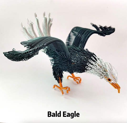 Bald Eagle