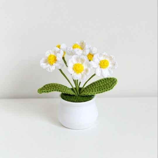 Daisy with White Pot