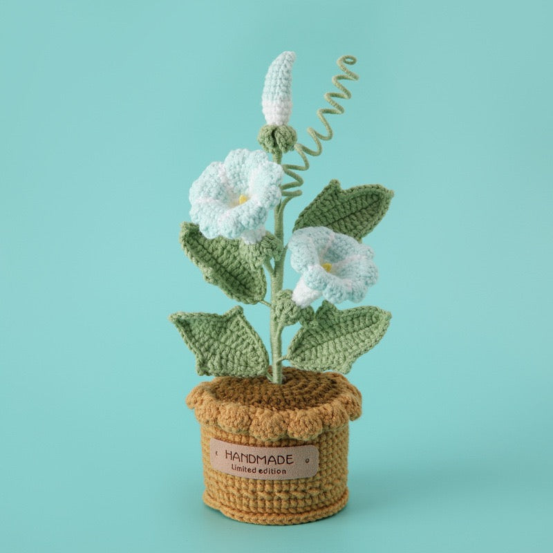 Morning Glory with Crochet Pot