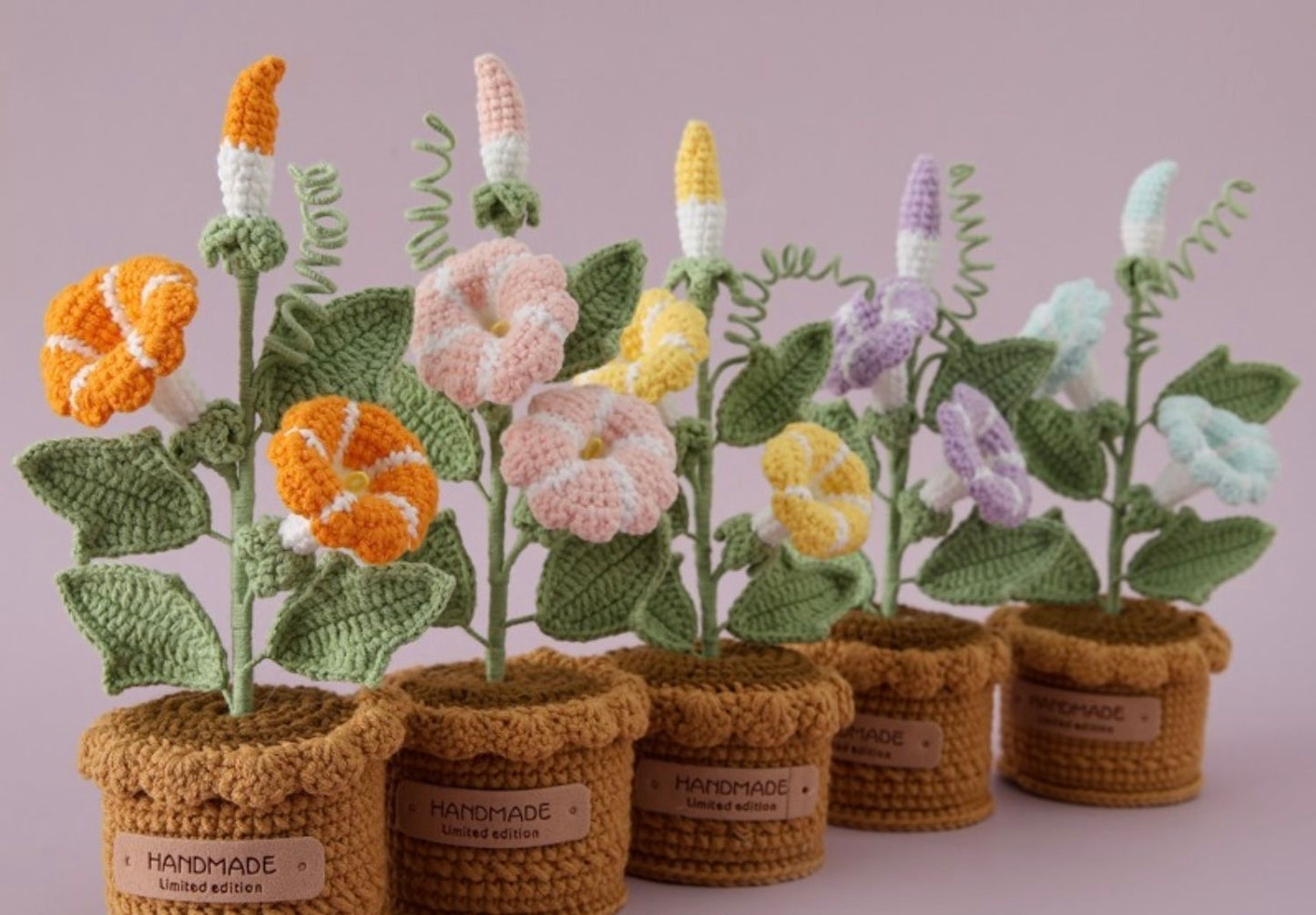 Morning Glory with Crochet Pot